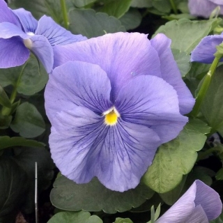 Виола крупноцветковая Матрикс Блю [100 шт] - ООО «Семена Тут»