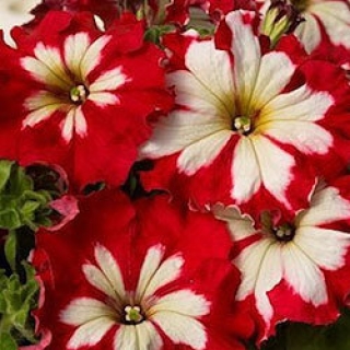 Петуния грандифлора Кан Кан Арлекин Черри Роуз [50 драже] - ООО «Семена Тут»