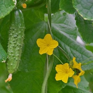 Огурец Гарри F1 - ООО «Семена Тут»