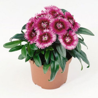 Гвоздика Чиба Парпл Пикоти [500 шт] - ООО «Семена Тут»