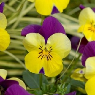 img-0: Виола рогатая Флорал Пауэр F1 Еллоу Пурпл Винг [1000 шт] - ООО «Семена Тут»