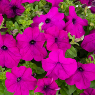 Петуния грандифлора Саксесс 360° Виолет [1000 драже] - ООО «Семена Тут»