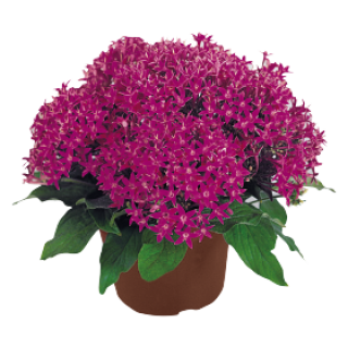 Пентас Нью Лук Виолет [1000 драже] - ООО «Семена Тут»