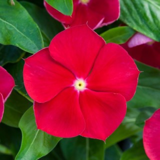 Катарантус Блокбастер Ред виз Ай [100 шт] - ООО «Семена Тут»