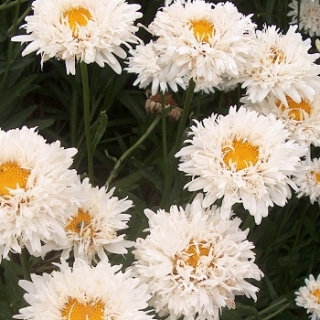 Нивяник махровый Крэйзи Дэйзи [100 шт] - ООО «Семена Тут»