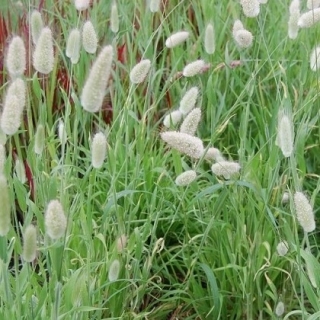 img-0: Лагурус (Зайцехвост) Заячий Хвостик [5 х 100 шт] - ООО «Семена Тут»