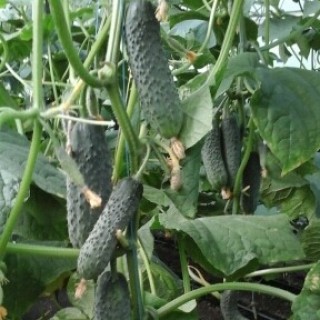 img-0: Огурец Дончак F1 - ООО «Семена Тут»