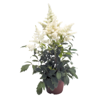 Астильба Арендса Астери Вайт [1200 драже] - ООО «Семена Тут»