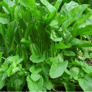 Щавель Бельвильский - ООО «Семена Тут»