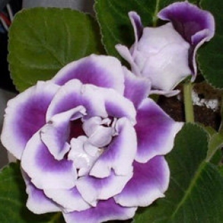 Глоксиния Брокад F1 Блю энд Вайт [50 драже] - ООО «Семена Тут»