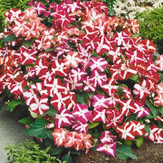 Бальзамин Баланс Стар Микс [100 шт] - ООО «Семена Тут»