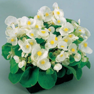 Бегония вечноцветущая Супер Олимпия Вайт [1000 драже] - ООО «Семена Тут»