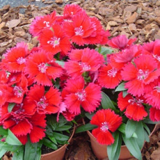 Гвоздика Чиба Ред [500 шт] - ООО «Семена Тут»