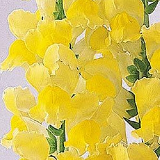 Львиный зев Монако (группа 2,3) Еллоу [1000 шт] - ООО «Семена Тут»