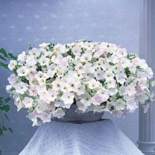 Петуния ампельная Опера Вайт [1100 драже] - ООО «Семена Тут»