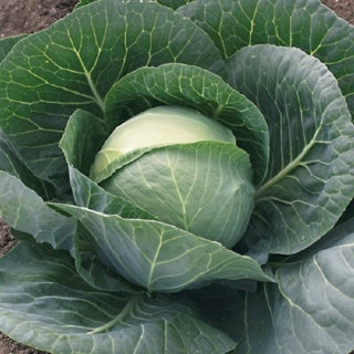 Капуста белокочанная Грепала F1 - ООО «Семена Тут»