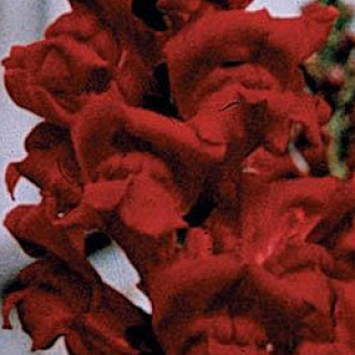 Львиный зев Монако (группа 2,3) Ред [1000 шт] - ООО «Семена Тут»