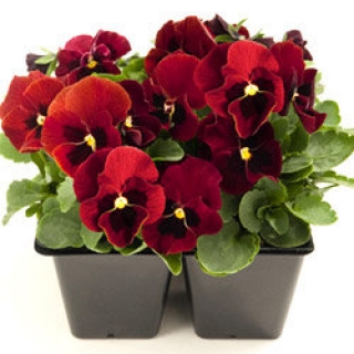 Виола рогатая Эдмаер Ред Блотч [1000 шт] - ООО «Семена Тут»