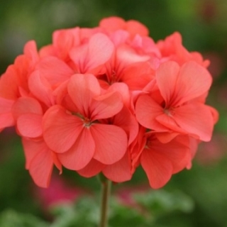 Пеларгония зональная Горизонт Корал Спайс [1000 шт] - ООО «Семена Тут»