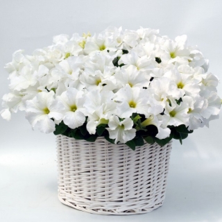 Петуния грандифлора Капри Вайт [100 драже] - ООО «Семена Тут»