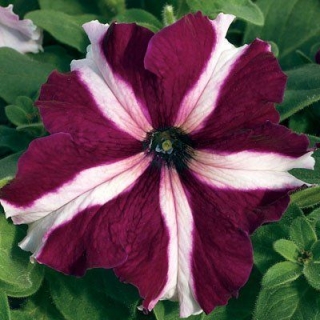 Петуния грандифлора Тритуния Кримсон Стар [5000 драже] - ООО «Семена Тут»