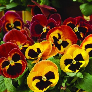 Виола крупноцветковая Дельта Файэр Сюрпрайз [1000 шт] - ООО «Семена Тут»