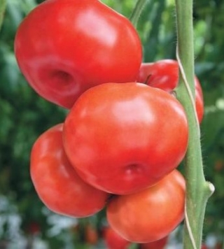Томат Югра F1 - ООО «Семена Тут»