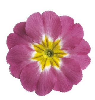 Примула Данова Роуз Лаванда Шейдес [100 шт] - ООО «Семена Тут»