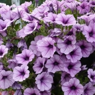 Петуния ампельная Опера Лилак Айс [50 драже] - ООО «Семена Тут»