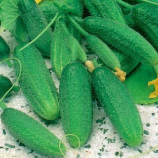 img-0: Огурец Отелло F1 - ООО «Семена Тут»