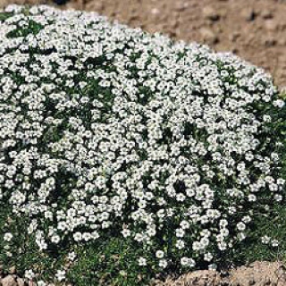 img-0: Мшанка Шиловидная Даблинер [1000 шт] - ООО «Семена Тут»