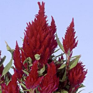 Целозия перистая Айс Крим Черри [1000 драже] - ООО «Семена Тут»