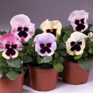 Виола крупноцветковая Селло Антик Шейдес [100 шт] - ООО «Семена Тут»