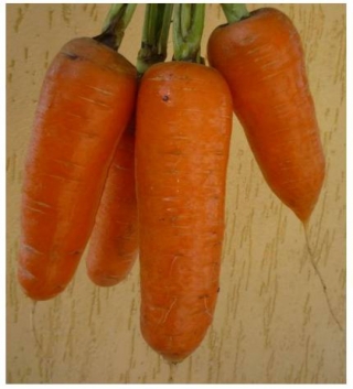 Морковь Шантиклер F1 - ООО «Семена Тут»