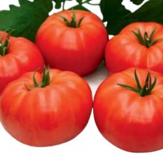 img-0: Томат Ангара F1 - ООО «Семена Тут»