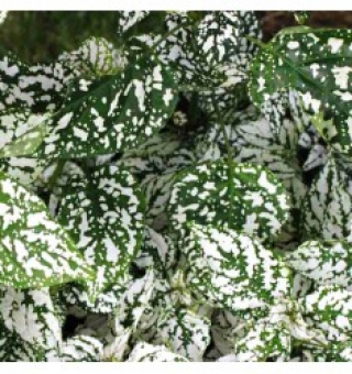 Гипестис Сплэш Селект Вайт [250 шт] - ООО «Семена Тут»