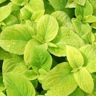 img-0: Колеус Визард Голден [70 шт] - ООО «Семена Тут»