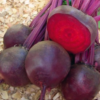 Свекла Мондоро столовая - ООО «Семена Тут»