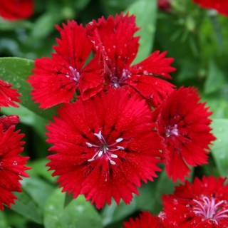 Гвоздика гибридная Телстар Кримсон [100 штук] - ООО «Семена Тут»