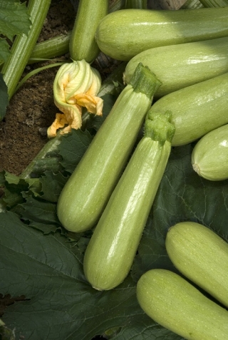 img-1: Кабачок Джетта F1 - ООО «Семена Тут»