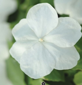 img-0: Бальзамин Супер Элфин F1 Вайт [1000 шт] - ООО «Семена Тут»