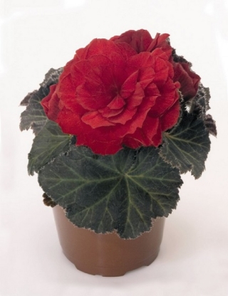 Бегония клубневая Нонстоп Мокка Скарлет  [250 драже] - ООО «Семена Тут»