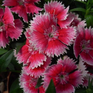 img-1: Гвоздика Чиба Черри Пикоти [500 шт] - ООО «Семена Тут»