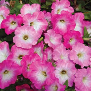 Петуния ампельная Опера Пинк Морн [100 драже] - ООО «Семена Тут»