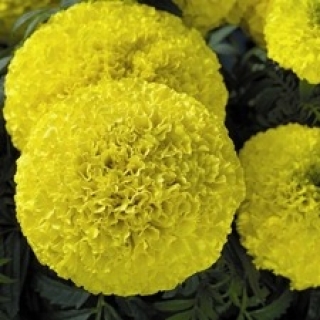 Бархатцы прямостоячие Купид Голден Еллоу - ООО «Семена Тут»