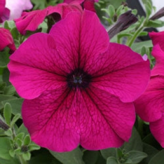 Петуния грандифлора Призм Руби [50 драже] - ООО «Семена Тут»