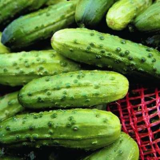 Огурец Эдванс F1 - ООО «Семена Тут»