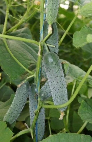 img-1: Огурец Уран F1 - ООО «Семена Тут»