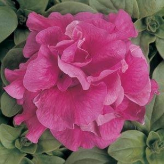 Петуния махровая Дуо Роуз [50 драже] - ООО «Семена Тут»