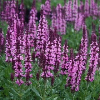 Шалфей дубравный Нью Дайменшн Роуз [250 шт] - ООО «Семена Тут»